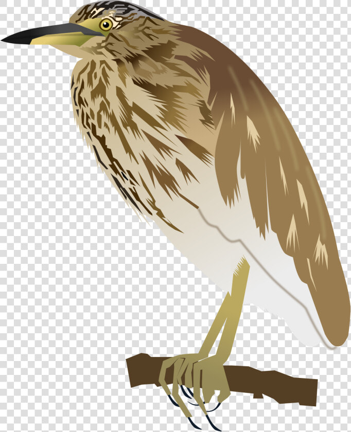 Heron  HD Png DownloadTransparent PNG