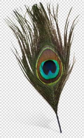  feather  feathers  peacock  peacockfeather  peacockfeathers   Transparent Background Peacock Feather Png  Png DownloadTransparent PNG