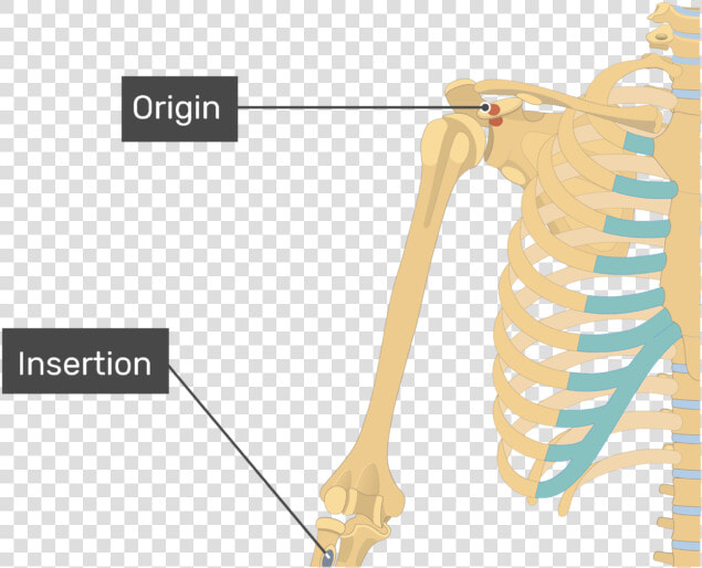 Pectoralis Major  HD Png DownloadTransparent PNG