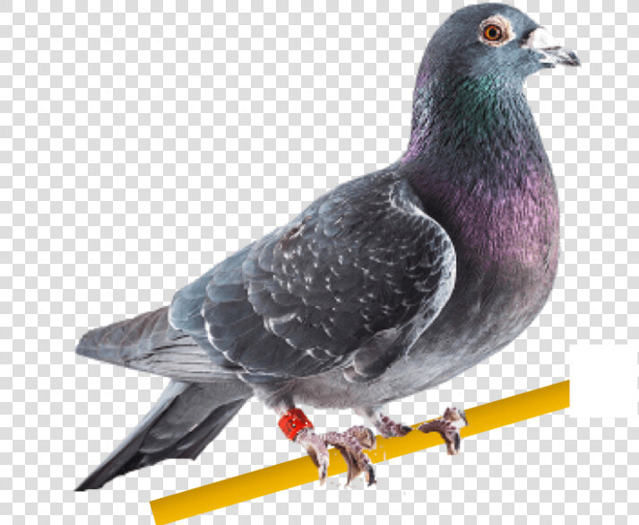 Carta De Palomas Mensajeras  HD Png DownloadTransparent PNG