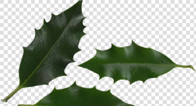 Macro Photography  HD Png DownloadTransparent PNG