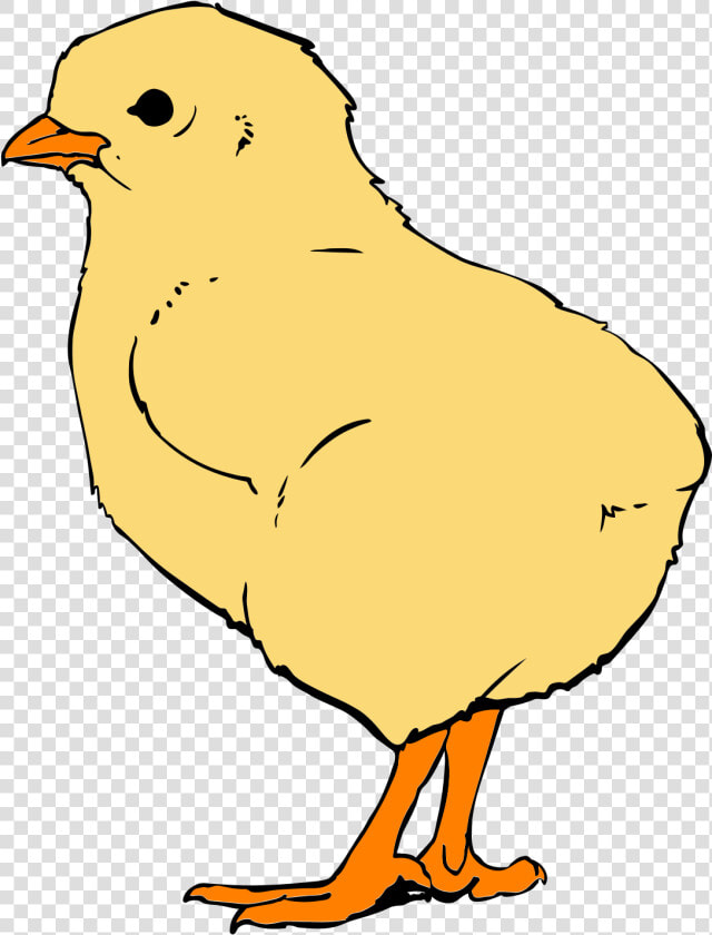 Chicks Png  Transparent PngTransparent PNG