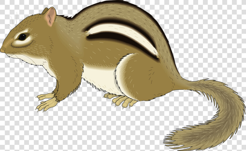 Small  Chipmunk  Forest  Animal  Still  Staying  Stay   Chipmunk Clipart  HD Png DownloadTransparent PNG
