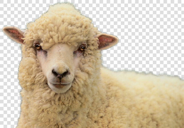 Sheep Png Image   Sheep  Transparent PngTransparent PNG