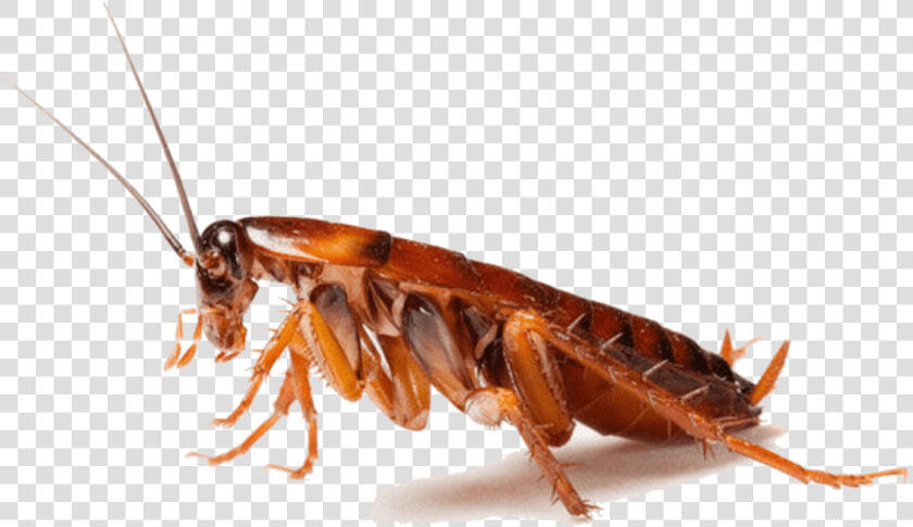 Cockroach Insect Pest Control   Cockroaches Png  Transparent PngTransparent PNG