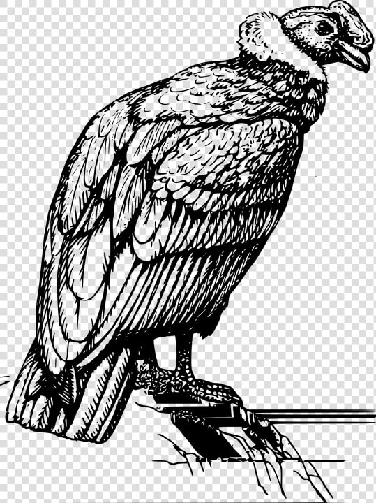 Condor  Vulture  Perched  Rock  Feathers  Wings  Bird   Condor Black And White  HD Png DownloadTransparent PNG