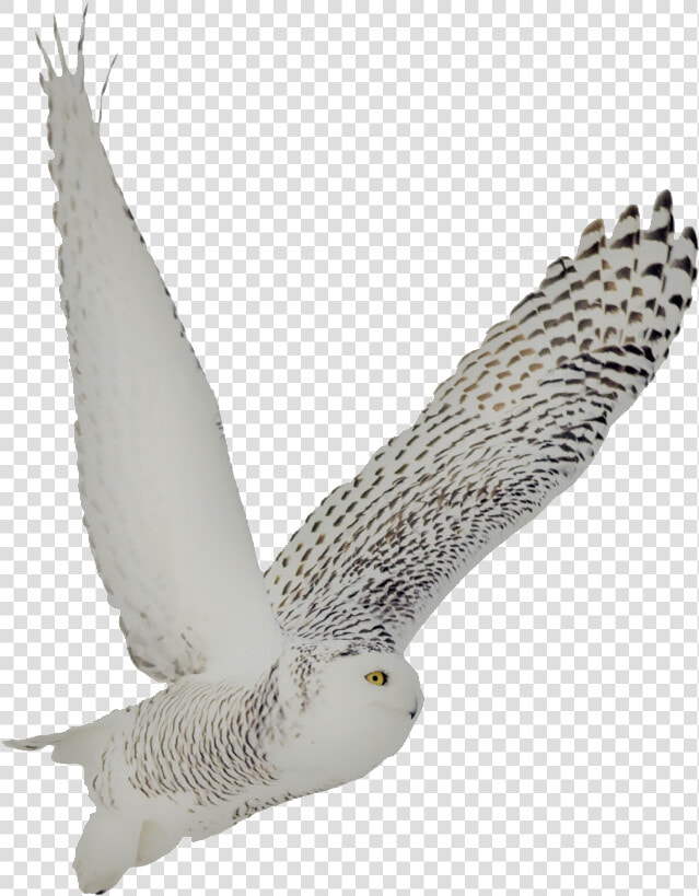 Snowy Owl Soto Side   Snowy Owl Transparent Background  HD Png DownloadTransparent PNG