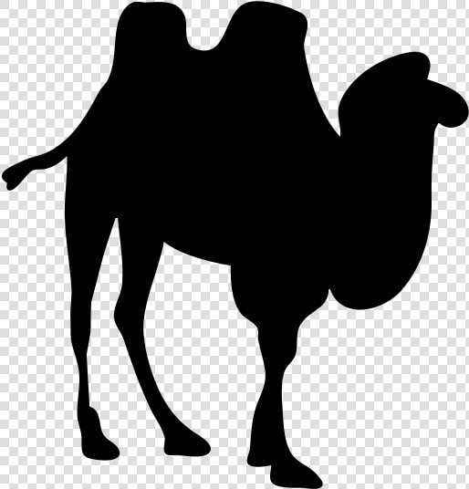 Contour Camel Svg Clip Arts   Camel Silhouette No Background  HD Png DownloadTransparent PNG