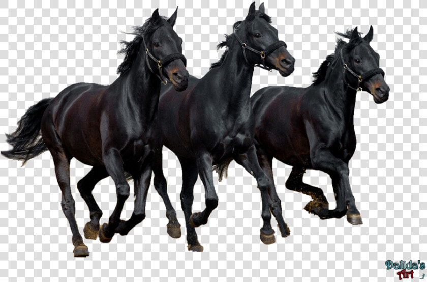 Transparent Horse Png   Horse Hd Wallpapers 1080p  Png DownloadTransparent PNG