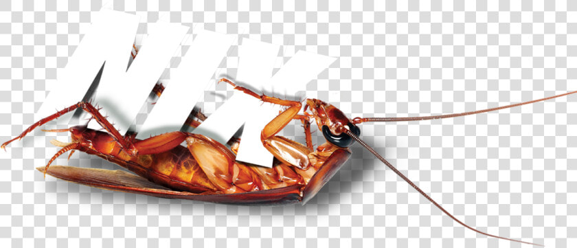 Terminix Roach   Cockroach  HD Png DownloadTransparent PNG