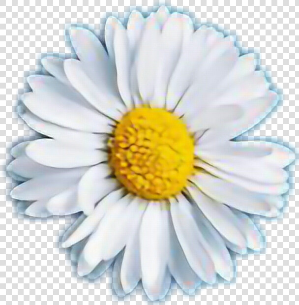Clip Art Sticker By Dayan Iyali   Sticker Margarita  HD Png DownloadTransparent PNG