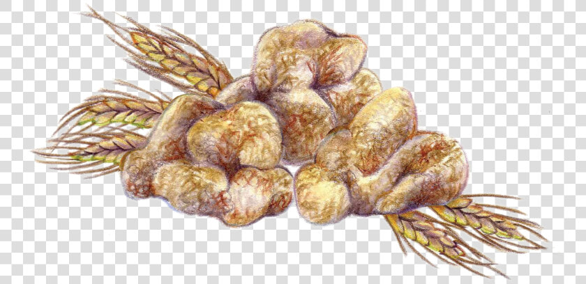 White Truffle Oil  HD Png DownloadTransparent PNG
