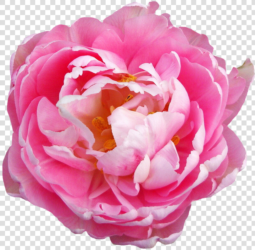 Rose Flower Pink Png   Transparent Pink Flowers Png  Png DownloadTransparent PNG