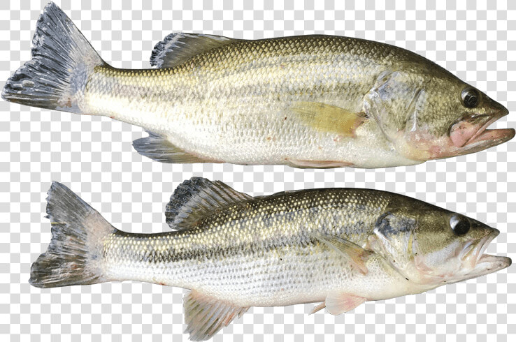 Summer Spots Pic3   Bass  HD Png DownloadTransparent PNG