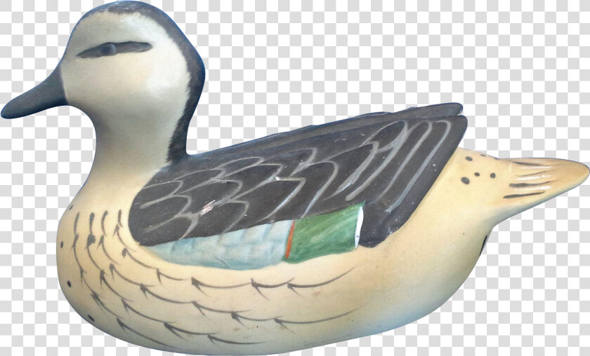 Blue Winged Teal  HD Png DownloadTransparent PNG