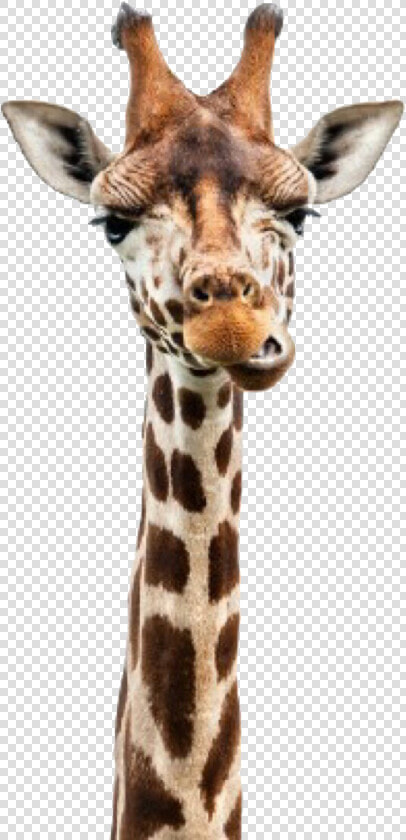 Giraffe Head Png   Usborne Books Have Shipped  Transparent PngTransparent PNG