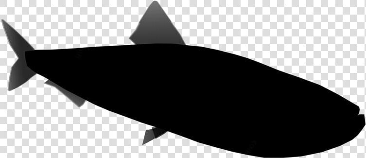 Sardine Png Transparent Images   Shark  Png DownloadTransparent PNG
