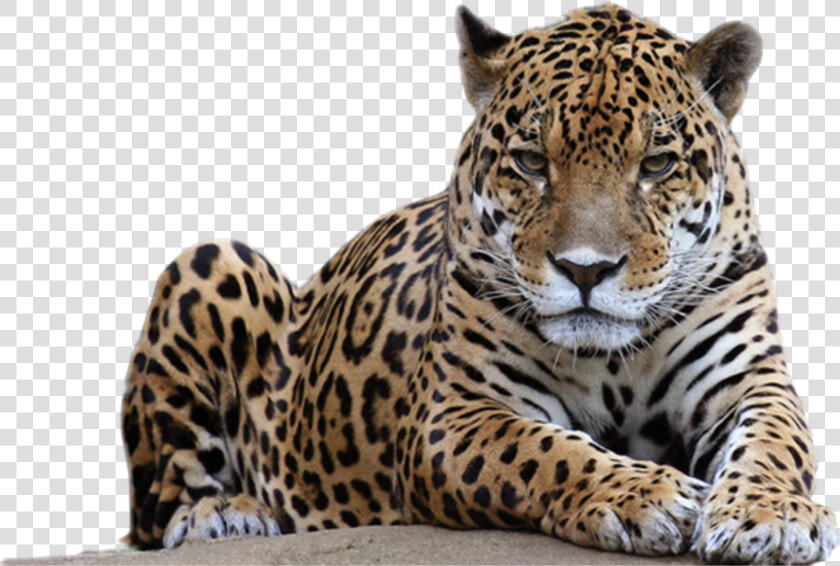 Transparent Leopard Spots Png   Leopard Png  Png DownloadTransparent PNG