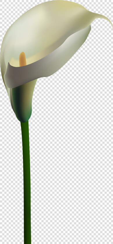 White Calla Lily Png Clipart   Png Download   Calla Lily Border Transparent  Png DownloadTransparent PNG