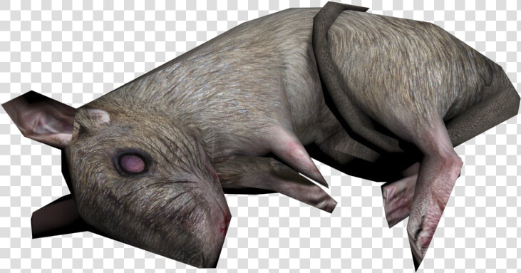 Download Zip Archive   Boar  HD Png DownloadTransparent PNG