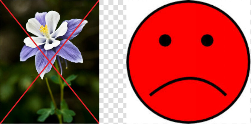 Picture   Columbine Flower  HD Png DownloadTransparent PNG