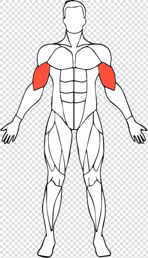 Biceps  HD Png DownloadTransparent PNG
