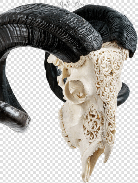 Carved Ram Skull   Skull  HD Png DownloadTransparent PNG