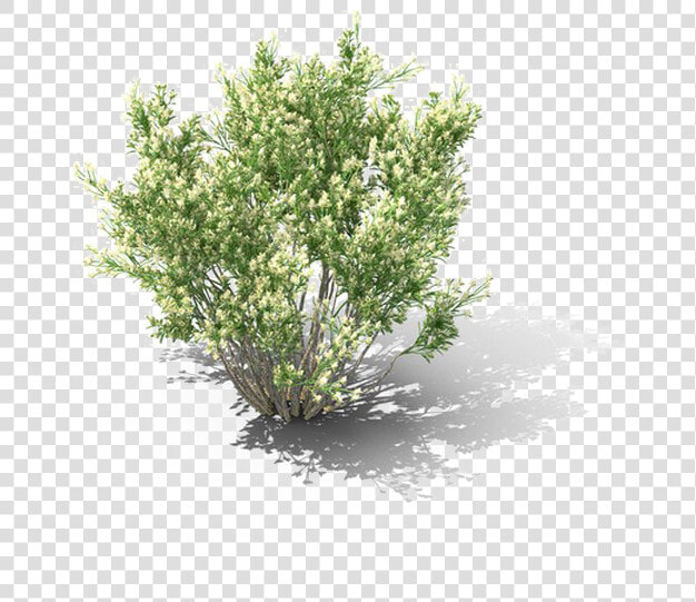 Shrub Png Download Image   Mexican Pinyon  Transparent PngTransparent PNG