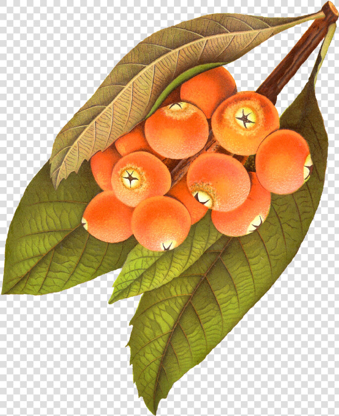 Leaves Clipart Berry   Berry Illustration Png Vintage  Transparent PngTransparent PNG