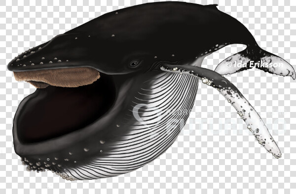 Baleen Whales Png  Transparent PngTransparent PNG
