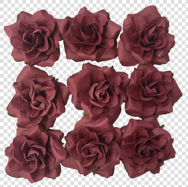 Floribunda  HD Png DownloadTransparent PNG