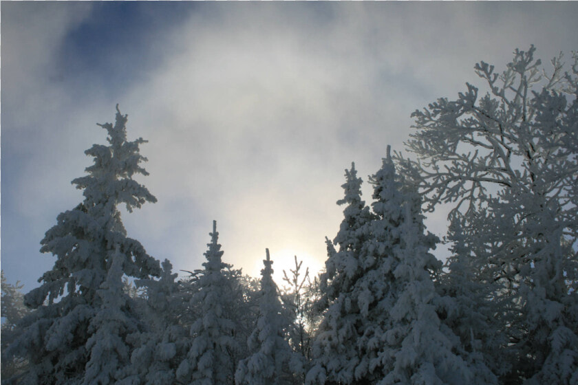 Shortleaf Black Spruce  HD Png DownloadTransparent PNG