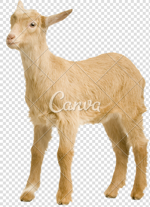 Baby Goats Pictures   Goat  HD Png DownloadTransparent PNG