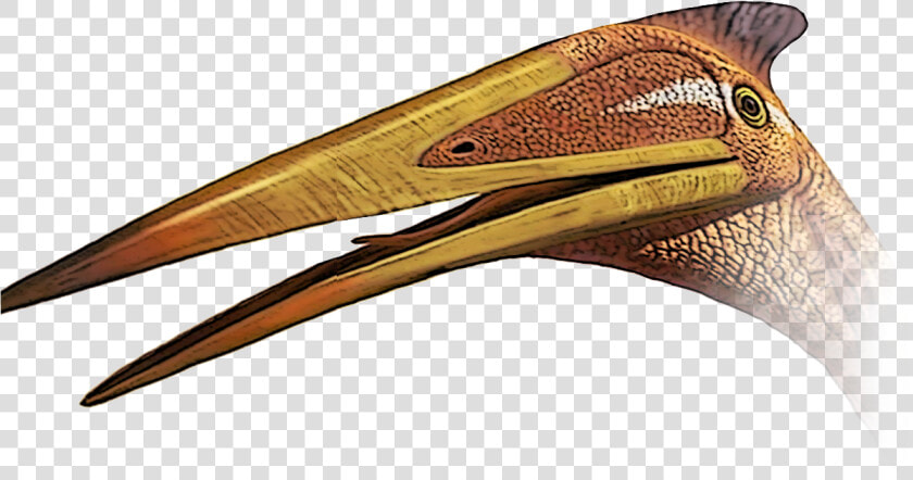 Pterodactyl Transparent Pelican   Portable Network Graphics  HD Png DownloadTransparent PNG