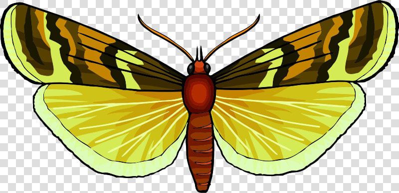 Butterfly   Swallowtail Butterfly  HD Png DownloadTransparent PNG