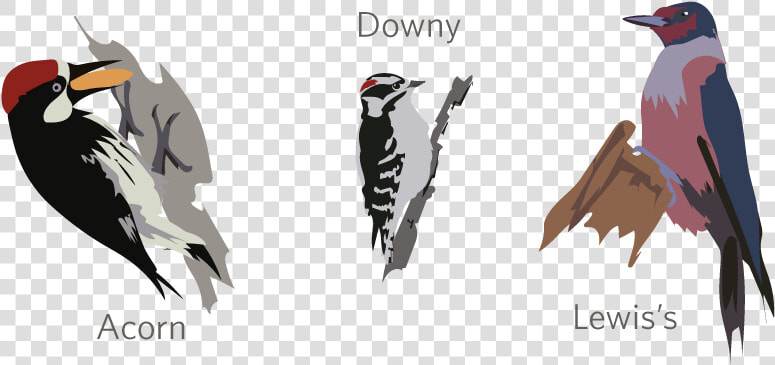 Leuconotopicus  HD Png DownloadTransparent PNG