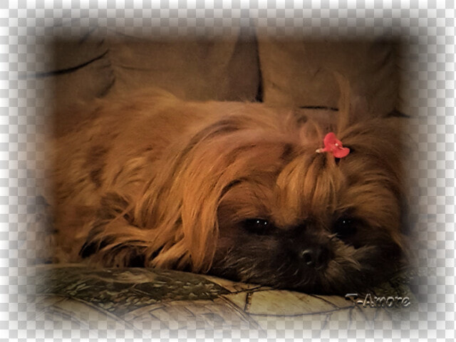 Clip Art T Amore Bettylou Barrone   Shih Tzu  HD Png DownloadTransparent PNG