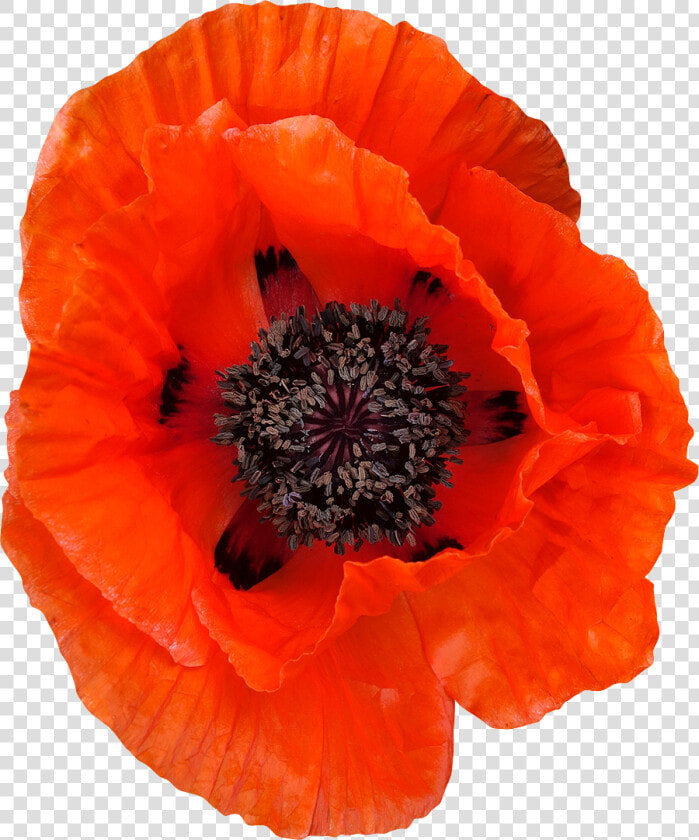 Coquelicot Png  Transparent PngTransparent PNG