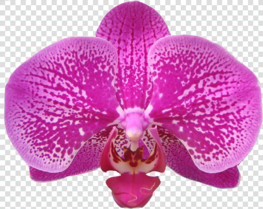 Transparent Orchids Png   Orchids Of The Philippines  Png DownloadTransparent PNG