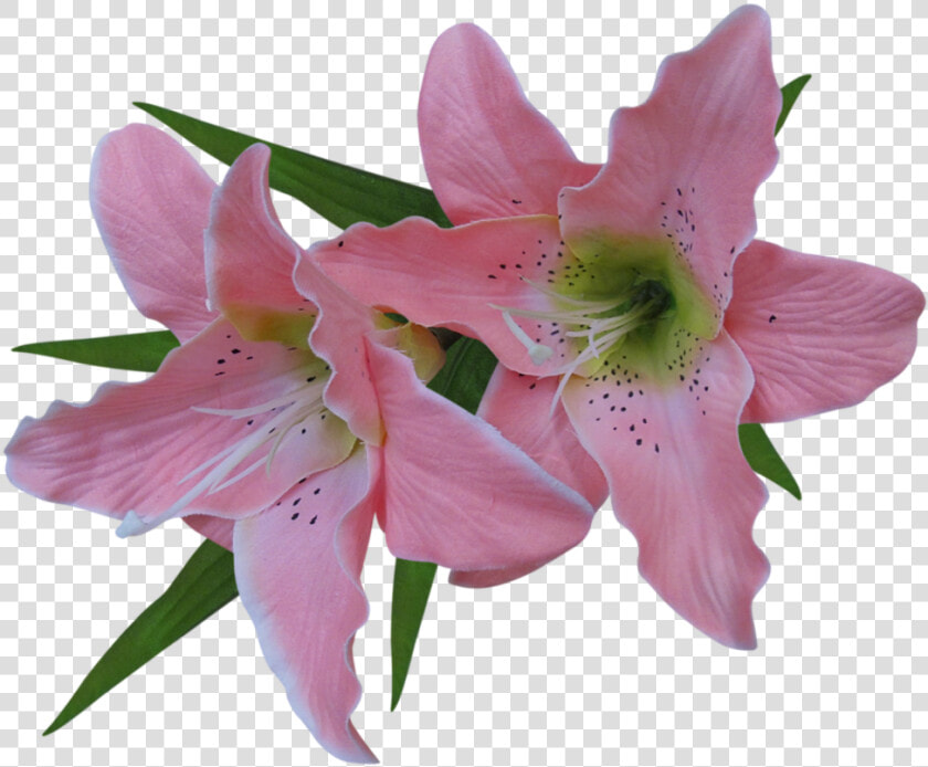Transparent Easter Lily Png   Lily Flower Transparent Background  Png DownloadTransparent PNG