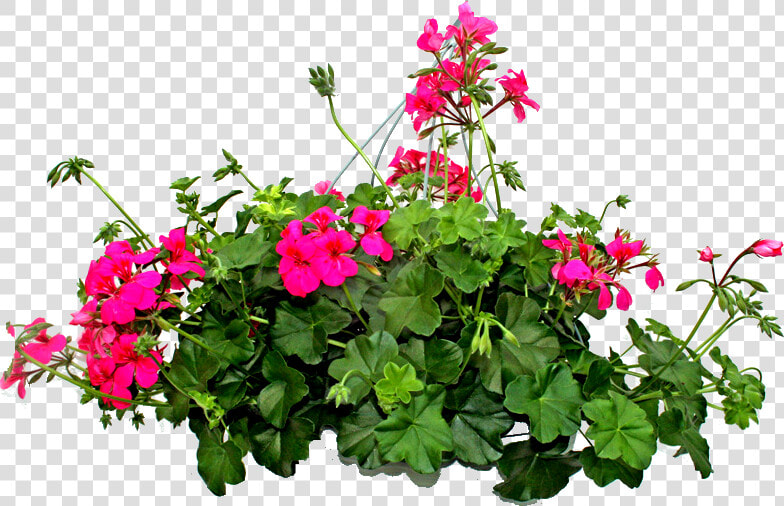 Imagenes De Plantas Png  Transparent PngTransparent PNG