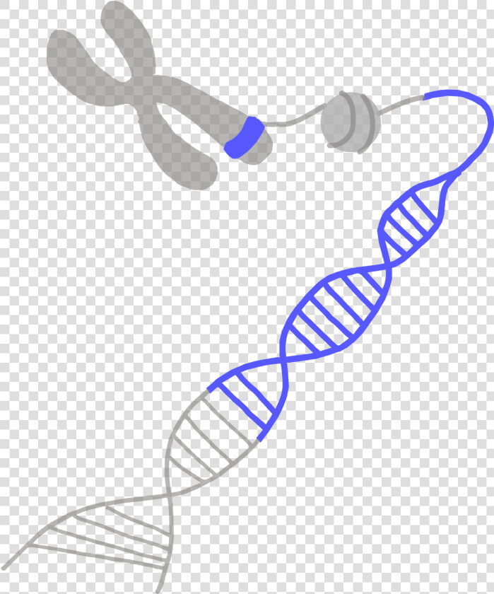 Image Of A Blue Gene On A Chromosome   Gene Png  Transparent PngTransparent PNG