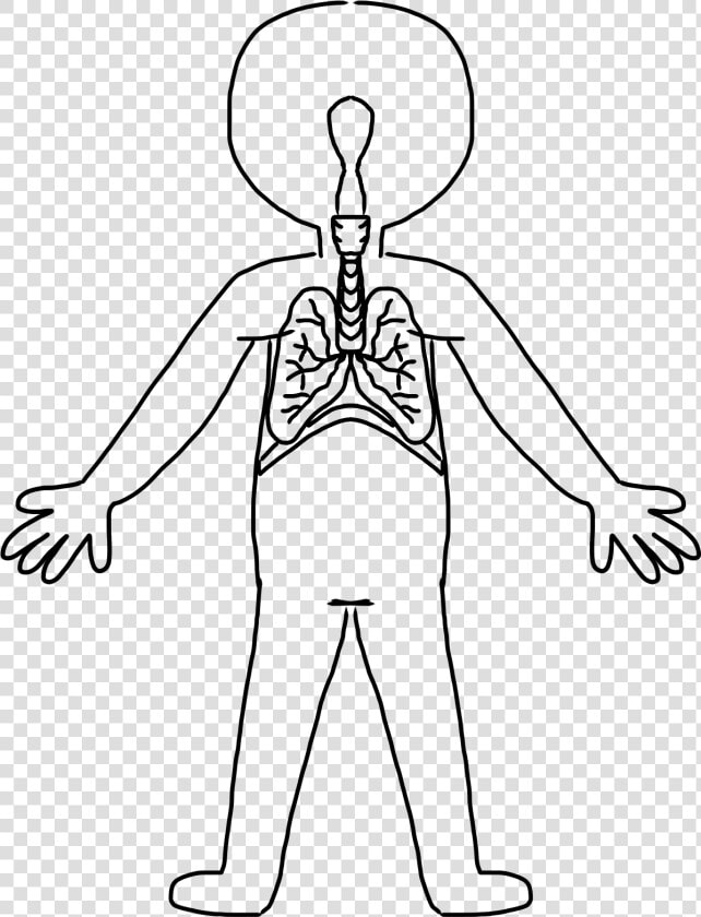 Human Body Clipart Cartoon   Human Body System Drawing  HD Png DownloadTransparent PNG