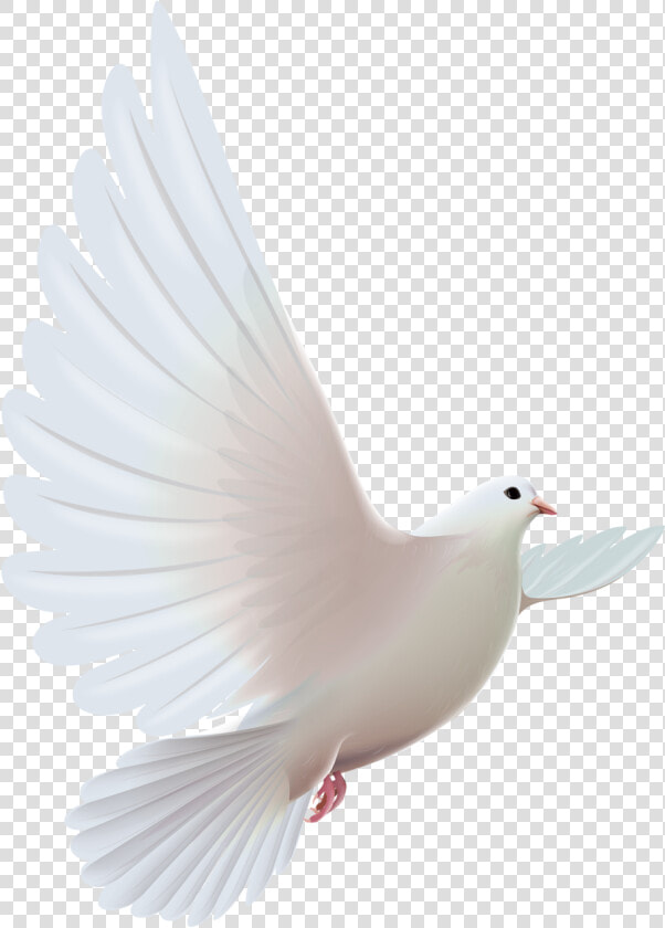 Pigeon Clipart Paloma   Pomba Espirito Santo Png  Transparent PngTransparent PNG
