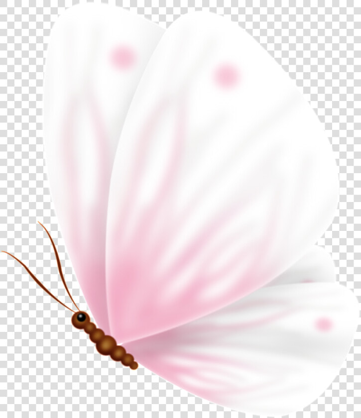 Pink Cute Sweet Butterfly Pass Transparent   Moth Orchid  HD Png DownloadTransparent PNG