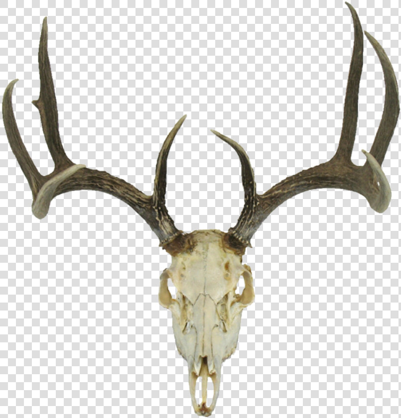 Deer Skull Drawing Earth Clipart   Deer Skull Transparent Background  HD Png DownloadTransparent PNG