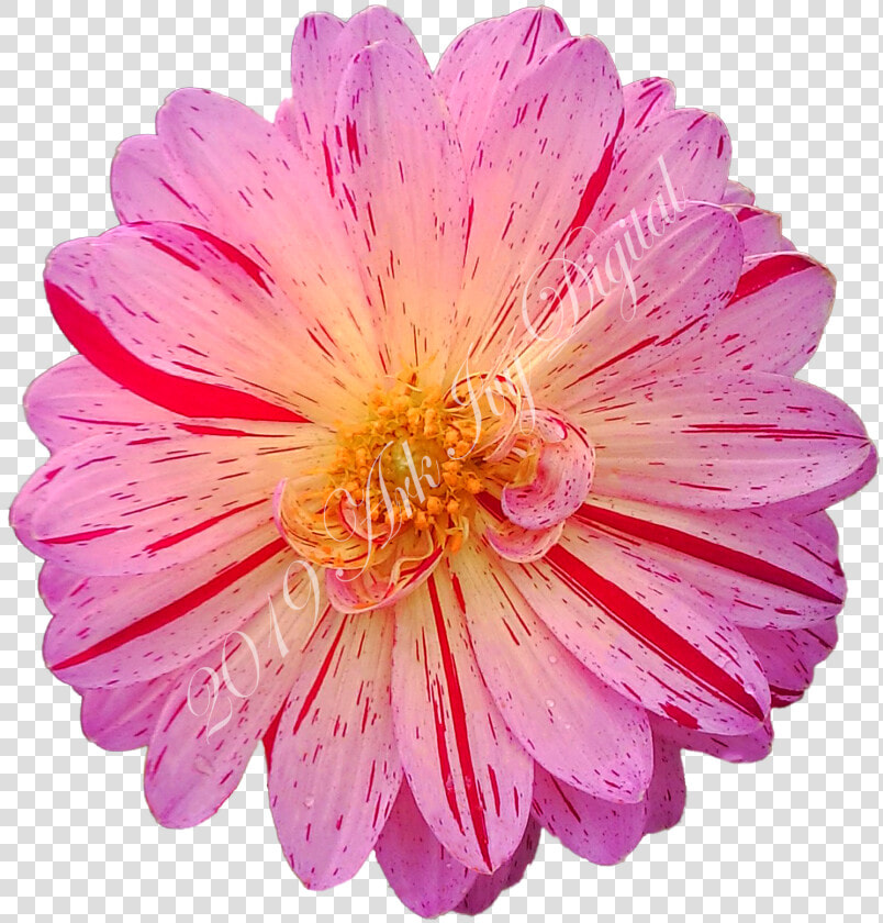 Barberton Daisy  HD Png DownloadTransparent PNG