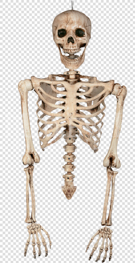 Drawn Skeleton Torso   Skeleton Torso Png  Transparent PngTransparent PNG