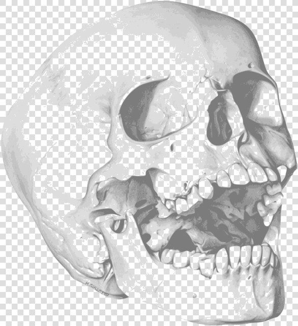 Skull Human Skeleton Bone Drawing   Royalty Free Skull  HD Png DownloadTransparent PNG