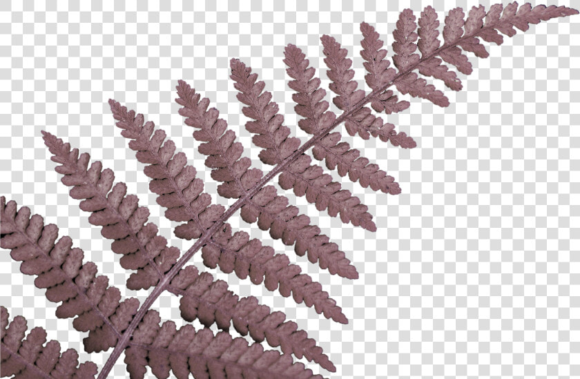 Fern Leaf   Das Neuseeland Work  amp  Travel Tagebuch  o   HD Png DownloadTransparent PNG